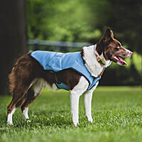 EQDog Cool Dog Coats